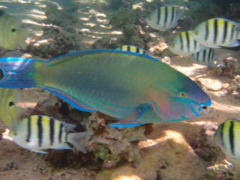 Parrotfish - Bicolour Parrotfish - Cetoscarus bicolor