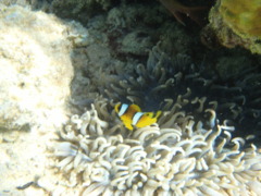 Damselfish - Red Sea Anemonefish - Amphiprion bicinctus