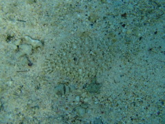 Flounders - Peacock Flounder - Bothus mancus