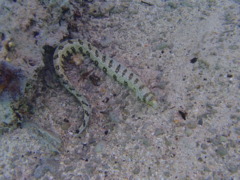 Moray - Snowflake Moray(Starry Moray Eel) - Echidna nebulosa