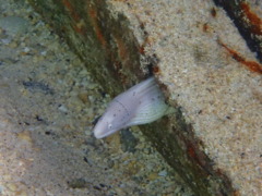 Moray - Geometric Moray - Gymnothorax griseus