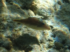 Pufferfish - Red Sea Toby - Canthigaster margaritata