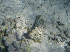 Groupers - Greasy Grouper - Epinephelus tauvina