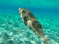 Pufferfish - Whitespotted Puffer - Arothron hispidus