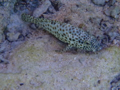 Groupers - Greasy Grouper - Epinephelus tauvina