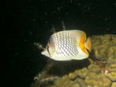 Butterflyfish - Crosshatch butterflyfish - Chaetodon xanthurus