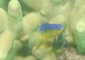Damselfish - Longfin Damselfish - Stegastes diencaeus