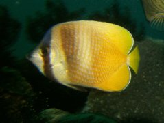 Butterflyfish - Sunburst butterflyfish - Chaetodon kleinii