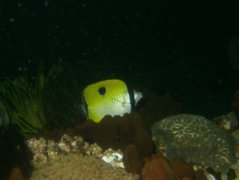 Butterflyfish - Teardrop butterflyfish - Chaetodon unimaculatus