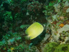 Butterflyfish - Speckled Butterflyfish - Chaetodon citrinellus