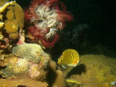 Butterflyfish - Spot-banded butterflyfish - Chaetodon punctatofasciatus