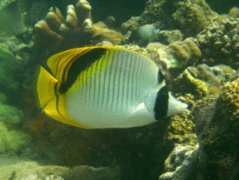 Butterflyfish - Spot-nape butterflyfish - Chaetodon oxycephalus