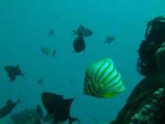 Butterflyfish - Ornate Butterflyfish - Chaetodon ornatissimus