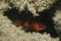 Cardinalfish - Flamefish - Apogon maculatus