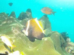 Butterflyfish - Humphead bannerfish - heniochus varius