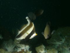 Butterflyfish - Pennant bannerfish - heniochus chrysostomus