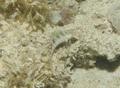 Blennies - Rosy Blenny - Malacoctenus macropus