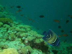 Angelfish - Semicircle Angelfish - Pomacanthus semicirculatus