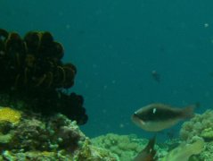 Parrotfish - Bluepatch parrotfish - Scarus forsteni
