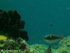 Parrotfish - Bluepatch parrotfish - Scarus forsteni