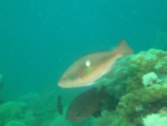 Parrotfish - Bluepatch parrotfish - Scarus forsteni