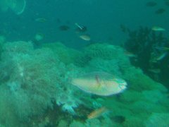 Parrotfish - Indian Parrotfish - Chlorurus capistratoides