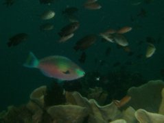 Parrotfish - Quoy's parrotfish - Scarus quoyi