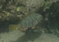 Parrotfish - Yellowtail Parrotfish - Sparisoma rubripinne