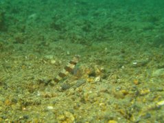 Gobies - Periophthalma prawn-goby - Amblyeleotris periophthalma