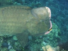 Scaridae - Green humphead parrotfish - Bolbometopon muricatum