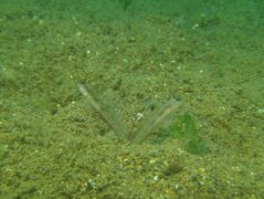 Gobies - Spangled shrimpgoby - Vanderhorstia dorsomacula