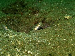 Gobies - Gold-speckled shrimpgoby - Ctenogobiops pomastictus