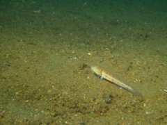 Gobies - Maiden goby - Valenciennea puellaris