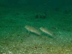 Gobies - Maiden goby - Valenciennea puellaris