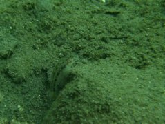 Gobies - Spinecheek goby - Oplopomus oplopomus