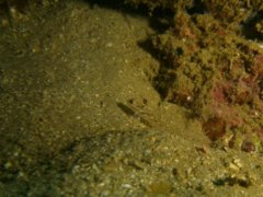 Gobies - Signalfin goby - Coryphopterus signipinnis