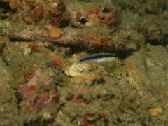 Gobies - Striped goby - Asterropteryx striatus