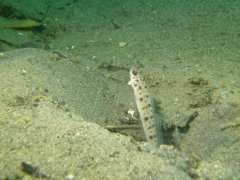 Gobies - Ambanoro goby - Vanderhorstia ambanoro