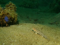 Gobies - Decorated goby - Istigobius decoratus