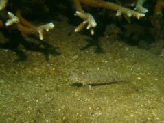 Gobies - Decorated goby - Istigobius decoratus