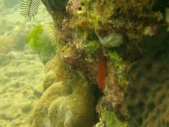 Gobies - Ringeye dwarfgoby - Trimma benjamini