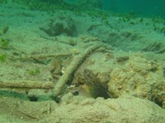 Gobies - Banded goby - Amblygobius phalaena