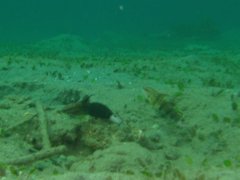 Gobies - Banded goby - Amblygobius phalaena