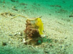 Gobies - Ornate goby - Lubricogobius ornatus