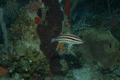 Parrotfish - Princess Parrotfish - Scarus taeniopterus