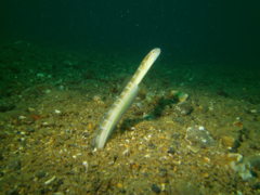 Blennies - Hairtail snakeblenny - Xiphasia setifer