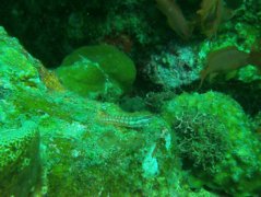 Blennies - Philippines blenny - Ecsenius dilemma