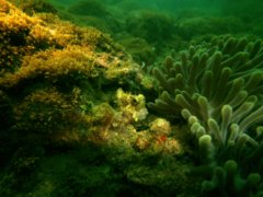 Blennies - Jeweled blenny - Salarias fasciatus