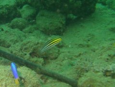 Blennies - Striped fangblenny - Meiacanthus grammistes