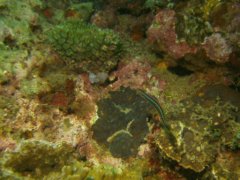 Blennies - Blue-striped Fangblenny - Plagiotremus rhinorhynchus